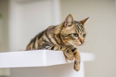 Güzel kısa saç kedi evde beyaz masanın üzerinde yatan