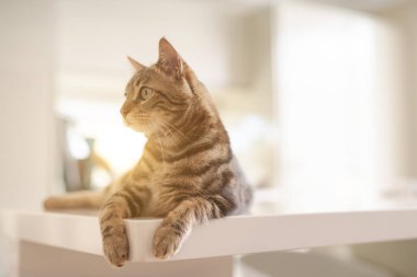 Güzel kısa saç kedi evde beyaz masanın üzerinde yatan