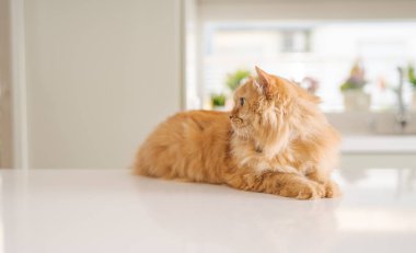 Güneşli bir günde evde mutfak masanın üzerinde yatan güzel kızıl uzun saçlarını kedi