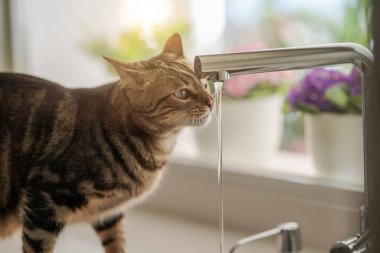 Güzel kısa saç kedi içme suyu musluk mutfak at