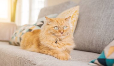 Güneşli bir günde evde kanepede yatan güzel kızıl uzun saçlarını kedi