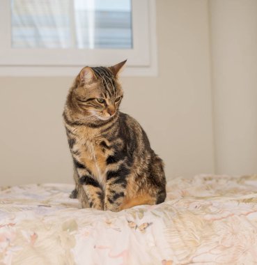 Evdeki yatakta yatan güzel kısa saçlı kedi.