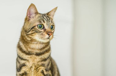 Kısa saç sevimli kedi evde meraklı ve snooping seyir