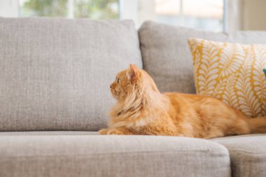 Güneşli bir günde evde kanepede yatan güzel kızıl uzun saçlarını kedi