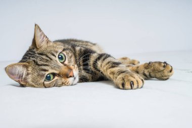 Evdeki yatakta yatan güzel kısa saçlı kedi.