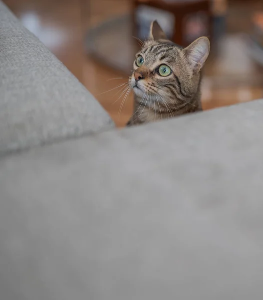 Niedliche Kurzhaarkatze Die Neugierig Und Schnüffelnd Hause Verstecken Spielt — Stockfoto