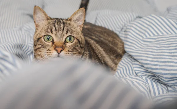 美しい短い髪の猫は自宅でベッドの上に横たわっている — ストック写真