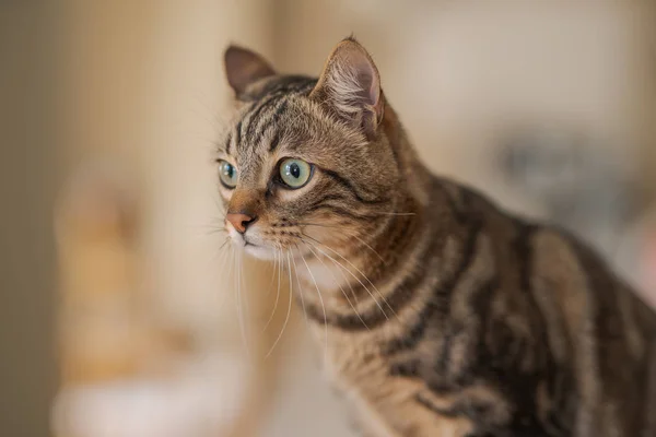 Hermoso Gato Pelo Corto Sentado Mesa Blanca Casa —  Fotos de Stock