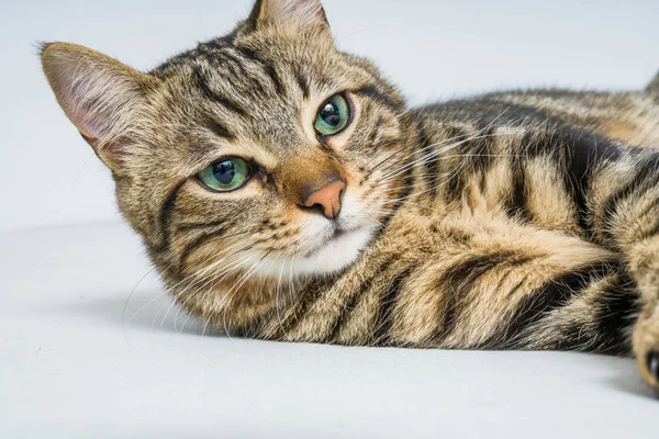 Vacker Kort Hår Katt Liggande Sängen Hemma — Stockfoto