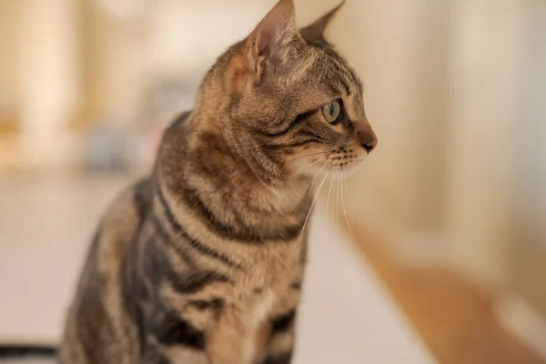 Красивая Короткая Кошка — стоковое фото