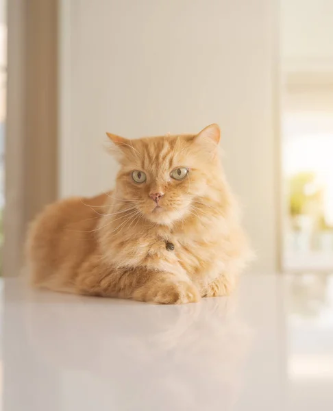 화창한 집에서 식탁에 고양이 — 스톡 사진