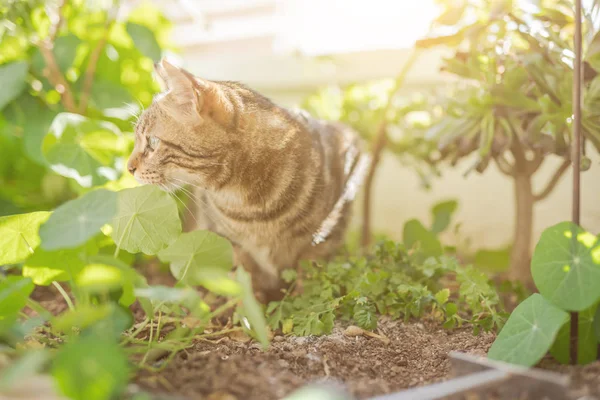 Schöne Kurzhaarkatze Spielt Mit Pflanzen Garten Einem Sonnigen Tag Hause — Stockfoto