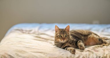 Evdeki yatakta yatan güzel kısa saçlı kedi.