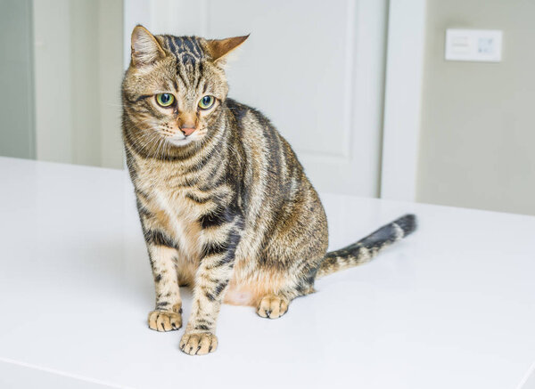 Cute short hair cat looking curious and snooping at home