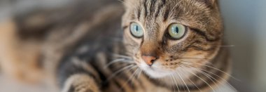 Güzel kısa saç kedi evde beyaz masanın üzerinde yatan