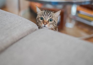 Meraklı arıyorsunuz ve Gizle oynamak evde snooping'i ve aramak kısa saç sevimli kedi