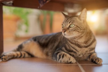 Güzel kısa saç kedi oynama ve ev bahçe katında yatan