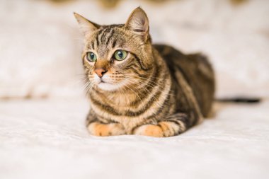 Evdeki yatakta yatan güzel kısa saçlı kedi.