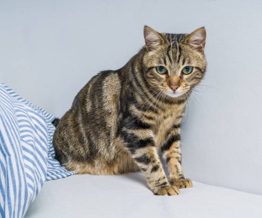 Evdeki yatakta yatan güzel kısa saçlı kedi.