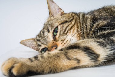 Evdeki yatakta yatan güzel kısa saçlı kedi.