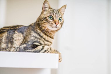 Kısa saç sevimli kedi evde meraklı ve snooping seyir