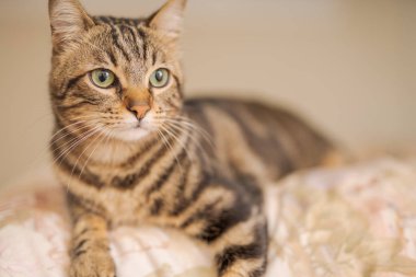 Evdeki yatakta yatan güzel kısa saçlı kedi.