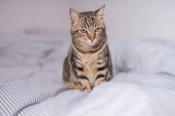 Schöne Kurzhaarkatze Liegt Hause Auf Dem Bett — Stockfoto