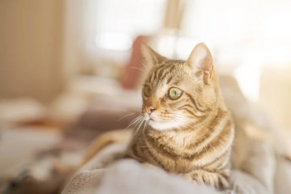 Schöne Kurzhaarkatze Die Hause Auf Dem Sofa Liegt — Stockfoto