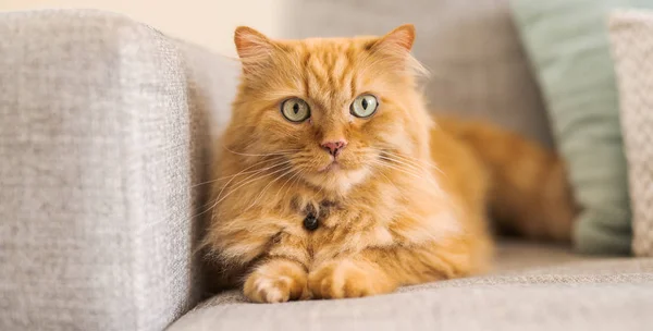 Vackra Ingefära Lång Hår Katt Liggande Soffan Solig Dag Hemma — Stockfoto