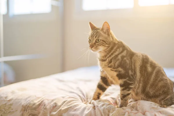 Evdeki Yatakta Yatan Güzel Kısa Saçlı Kedi — Stok fotoğraf