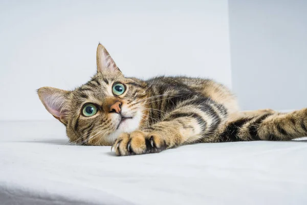 Vacker Kort Hår Katt Liggande Sängen Hemma — Stockfoto