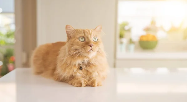 Hermoso Jengibre Pelo Largo Gato Acostado Mesa Cocina Día Soleado — Foto de Stock