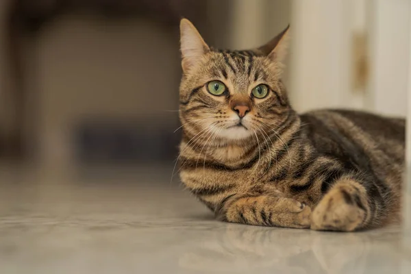 家の床の上に横たわる美しい短い髪の猫 — ストック写真