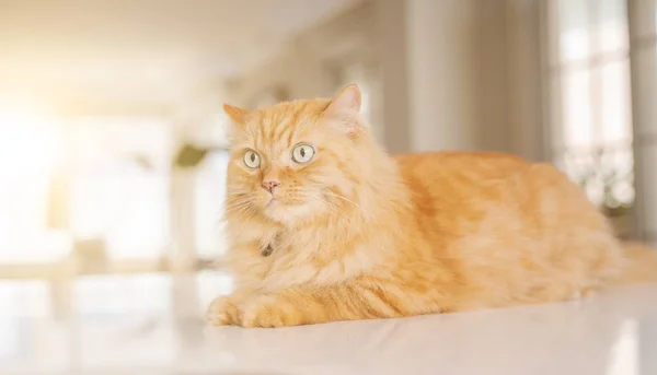 Linda Gengibre Gato Cabelo Longo Deitado Mesa Cozinha Dia Ensolarado — Fotografia de Stock