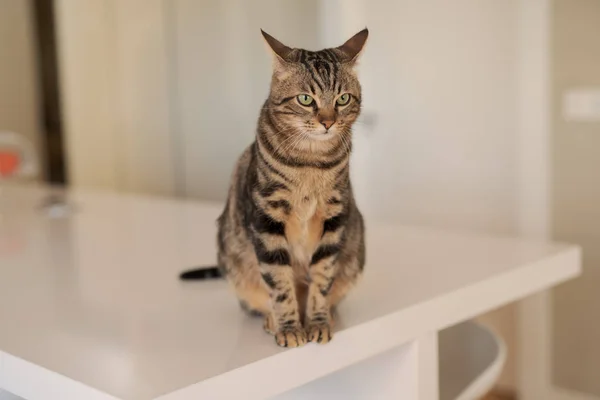 Beau Chat Cheveux Courts Assis Sur Une Table Blanche Maison — Photo