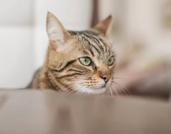 晴れた日には外で遊んで 屋外椅子に庭の Sittion でかわいい短い髪 — ストック写真