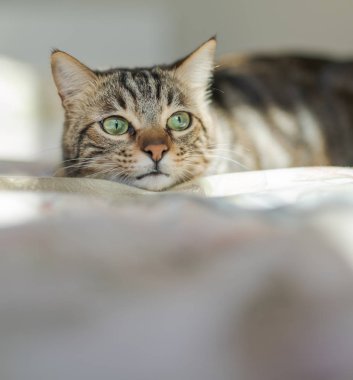 Evdeki yatakta yatan güzel kısa saçlı kedi.