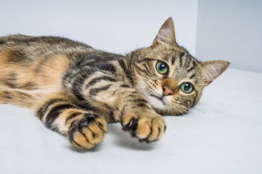 Evdeki yatakta yatan güzel kısa saçlı kedi.