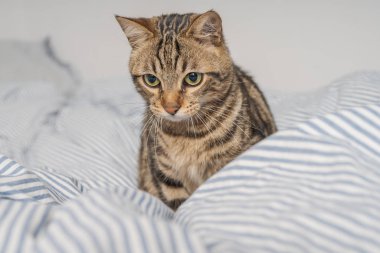 Evdeki yatakta yatan güzel kısa saçlı kedi.