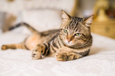 Evdeki yatakta yatan güzel kısa saçlı kedi.