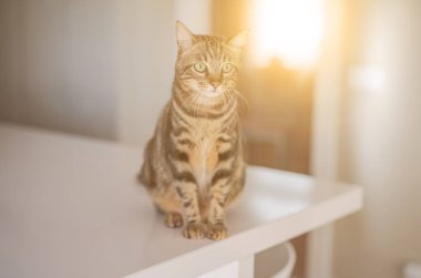 Evde beyaz masaya oturan güzel kısa saç kedi
