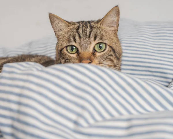 Vacker Kort Hår Katt Liggande Sängen Hemma — Stockfoto