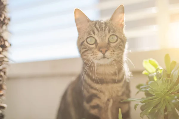 Schöne Kurzhaarkatze Spielt Mit Pflanzen Garten Einem Sonnigen Tag Hause — Stockfoto