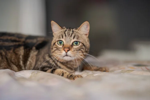 Mooi Kort Haar Kat Liggend Het Bed Thuis — Stockfoto