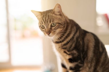 Evde beyaz masaya oturan güzel kısa saç kedi