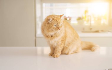 Güneşli bir günde evde mutfak masanın üzerinde yatan güzel kızıl uzun saçlarını kedi