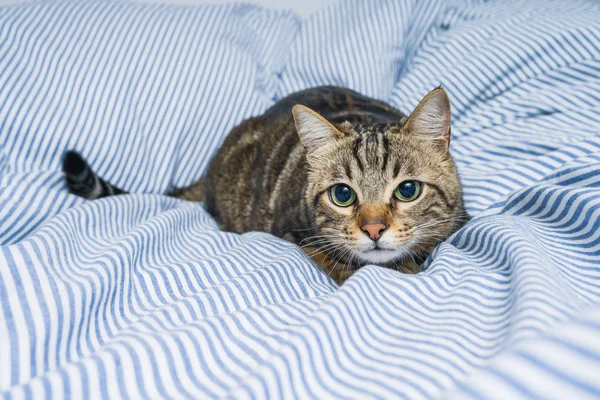 Belo Gato Cabelo Curto Deitado Cama Casa — Fotografia de Stock