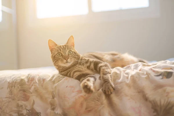 Evdeki Yatakta Yatan Güzel Kısa Saçlı Kedi — Stok fotoğraf