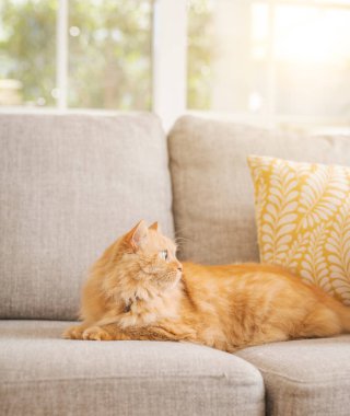 Güneşli bir günde evde kanepede yatan güzel kızıl uzun saçlarını kedi