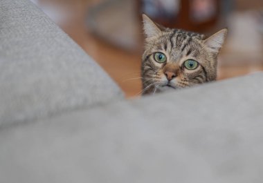 Meraklı arıyorsunuz ve Gizle oynamak evde snooping'i ve aramak kısa saç sevimli kedi